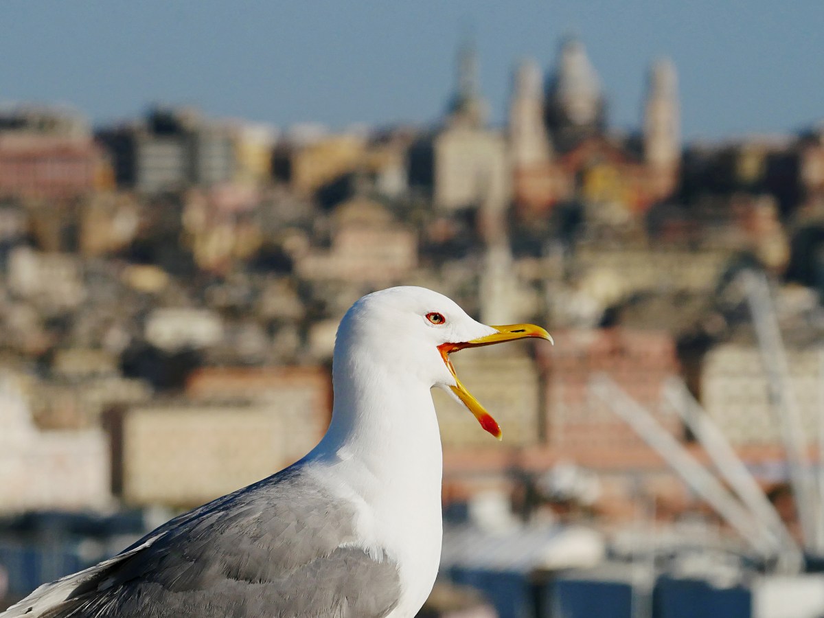 Zweiter bestätigter Fall von Vogelgrippe im Landkreis&nbsp;Konstanz