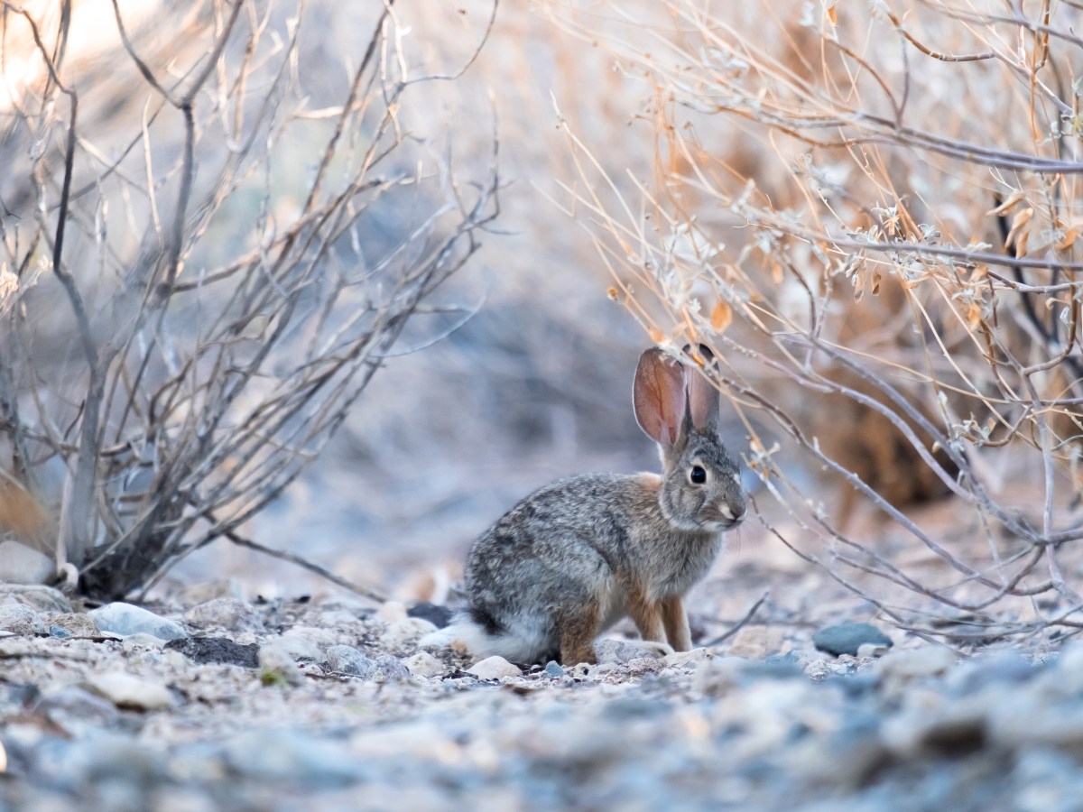 Rücksichtnahme auf Wildtiere in der&nbsp;Winterzeit