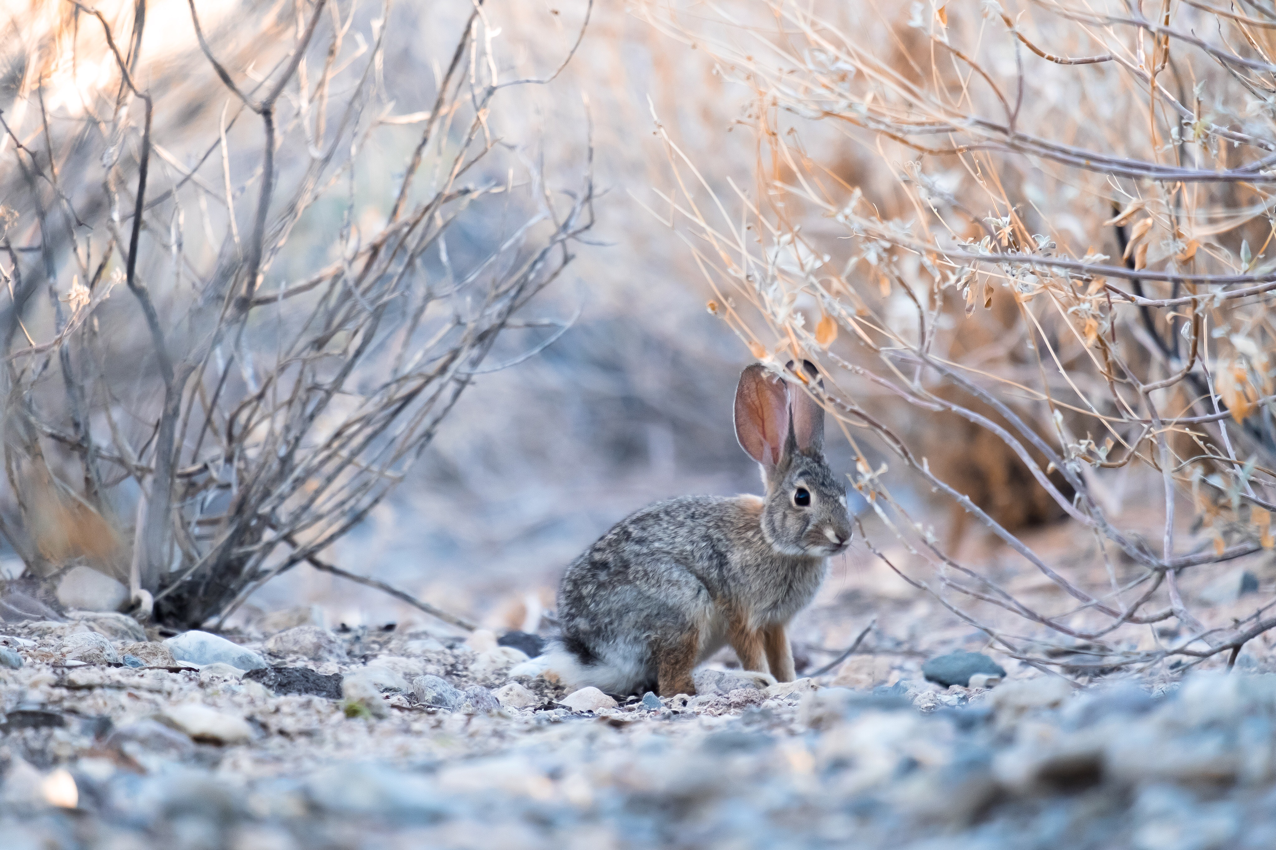 Rücksichtnahme auf Wildtiere in der Winterzeit