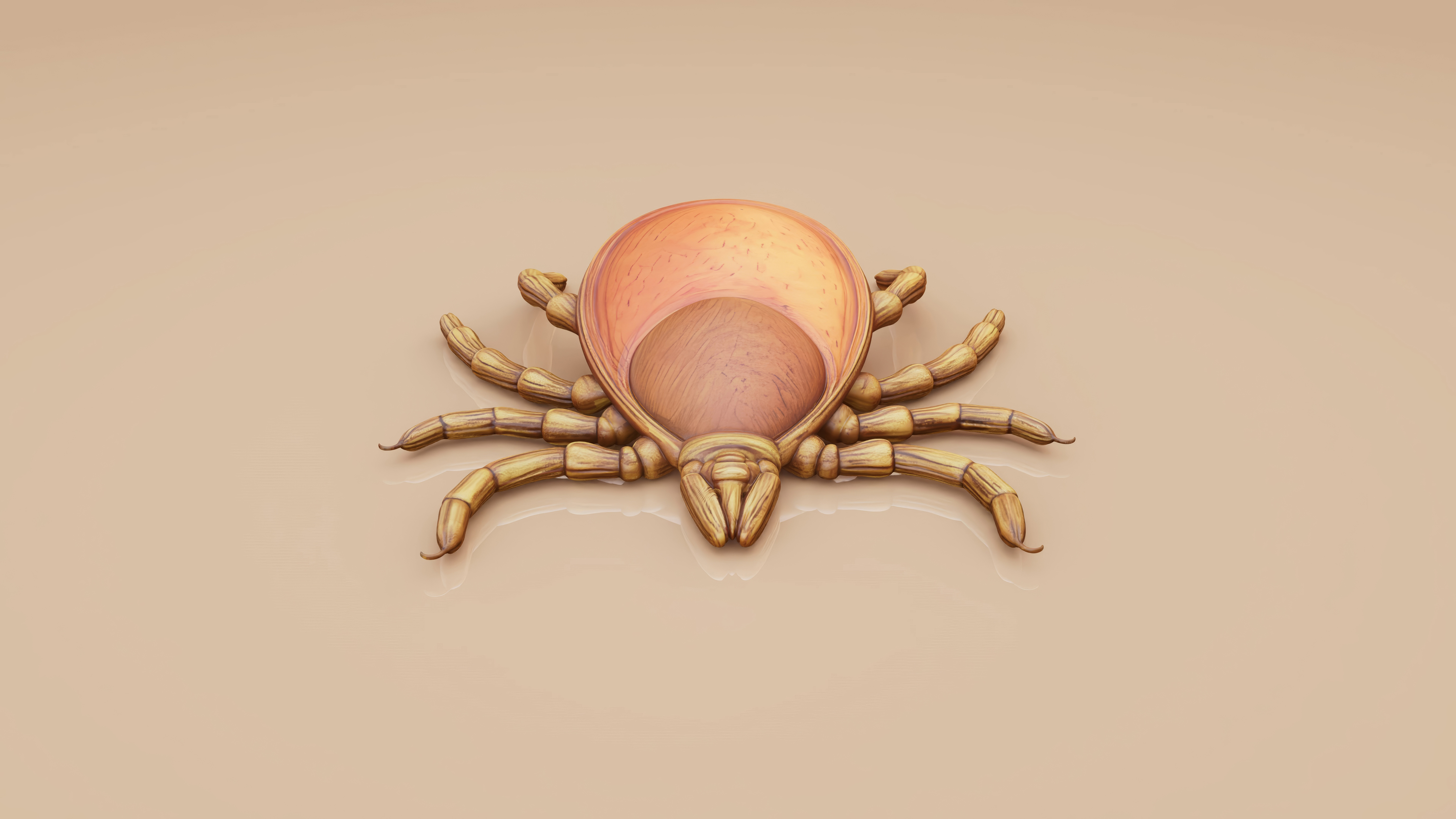 Zecken überall: Warum der Schutz vor FSME und Borreliose nicht nur in Risikogebieten wichtig ist