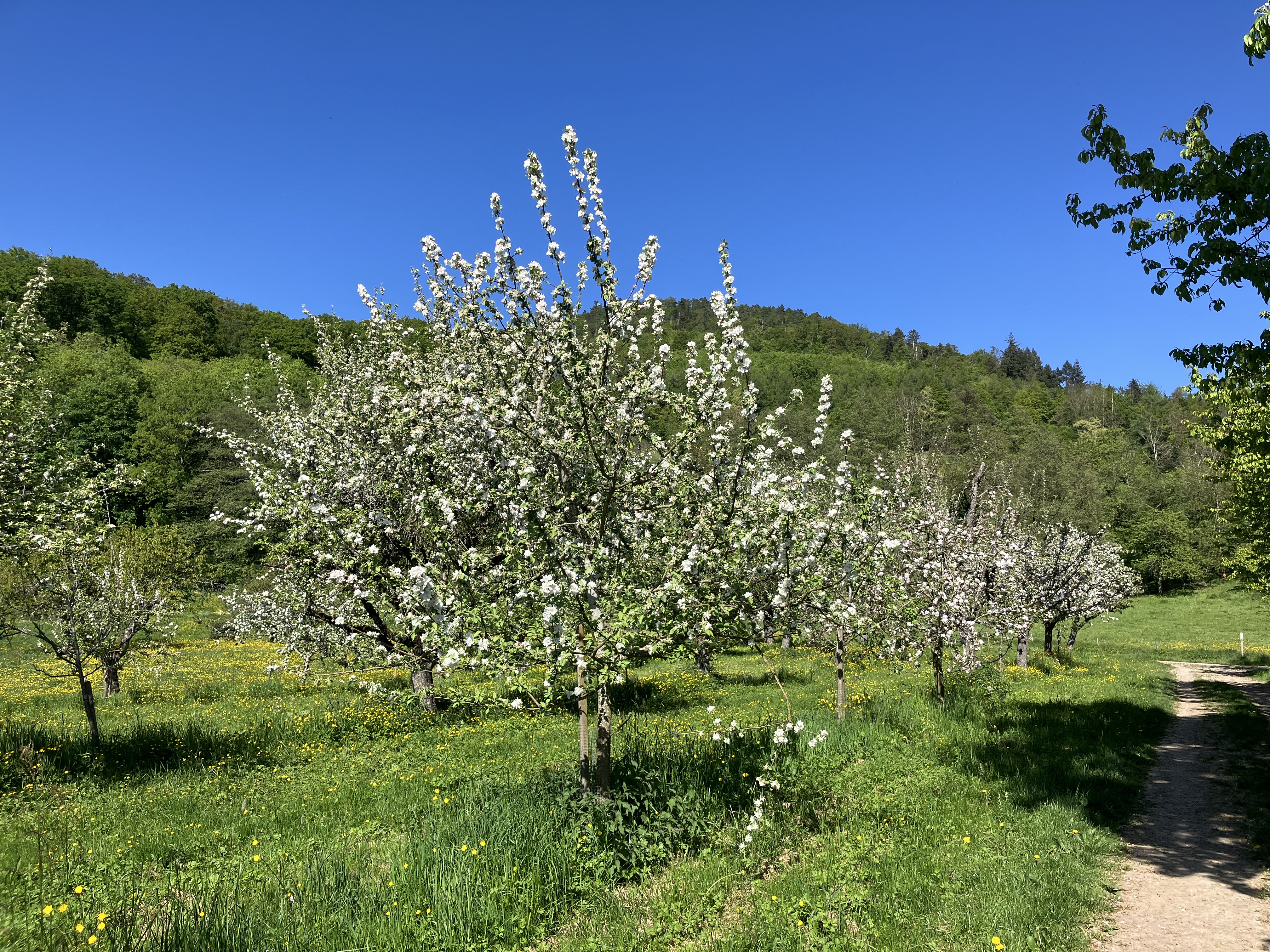 Kirschblüten