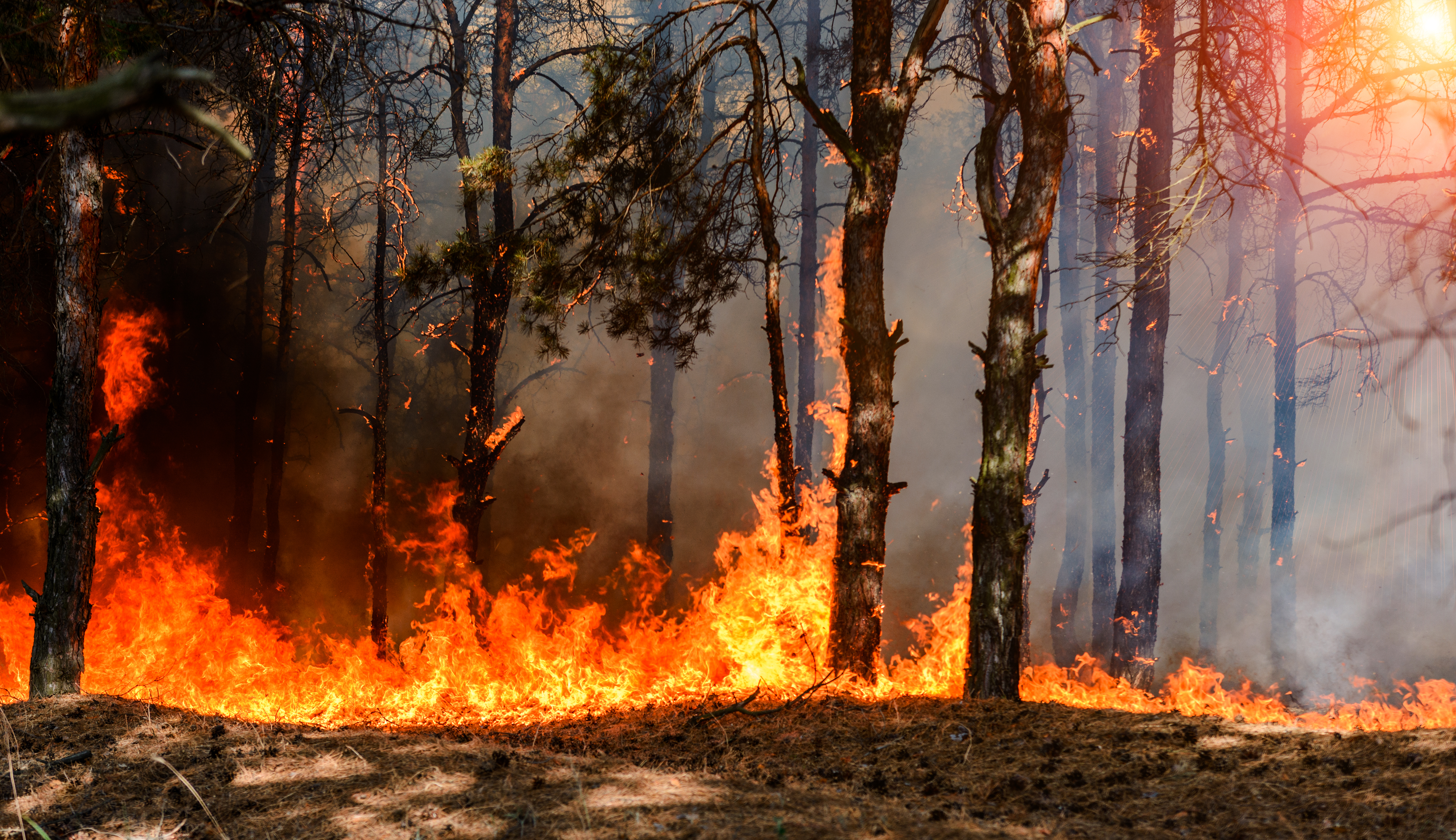 Kreisforstamt warnt vor hoher Waldbrandgefahr